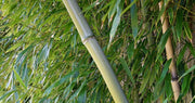Oldhamii Bamboo | Live Plant | Bambusa Oldhamii | Privacy Screen Bamboo | Fast|Growing Garden Foliage | Tall Decorative Landscape Specimen