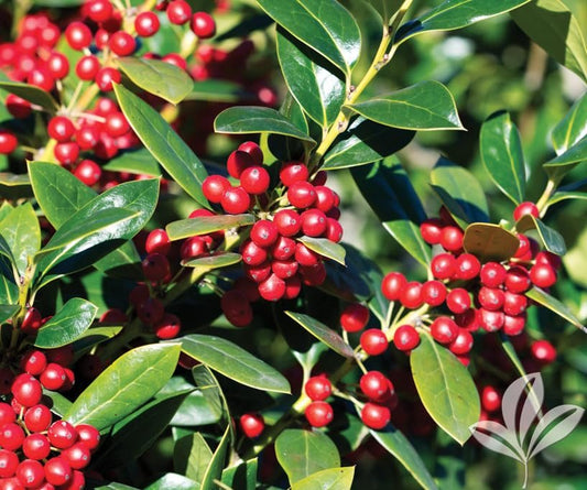 Needlepoint Holly | Extra Large Gallon Plants | Ilex cornuta 'Needlepoint' | Lush Decorative Shrub | Perfect for Outdoor Landscaping