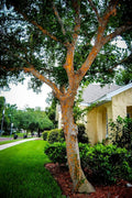 Drake Chinese Elm Tree | Live Plants | Lacebark Elm | Ulmus Parvifolia | Semi|Evergreen Fall Colors Red Purple & Yellow