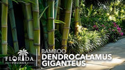 Dendrocalamus Giganteus Bamboo | Large Gallon Size Plants | Fast|Growing Privacy Screen | Giant Live Outdoor Greenery | Sustainable Garden Solution