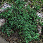 Blue Pacific Shore Juniper | Live Gallon Size Plant | Juniperus Conferta | Evergreen Cold Hardy Drought Tolerant Groundcover