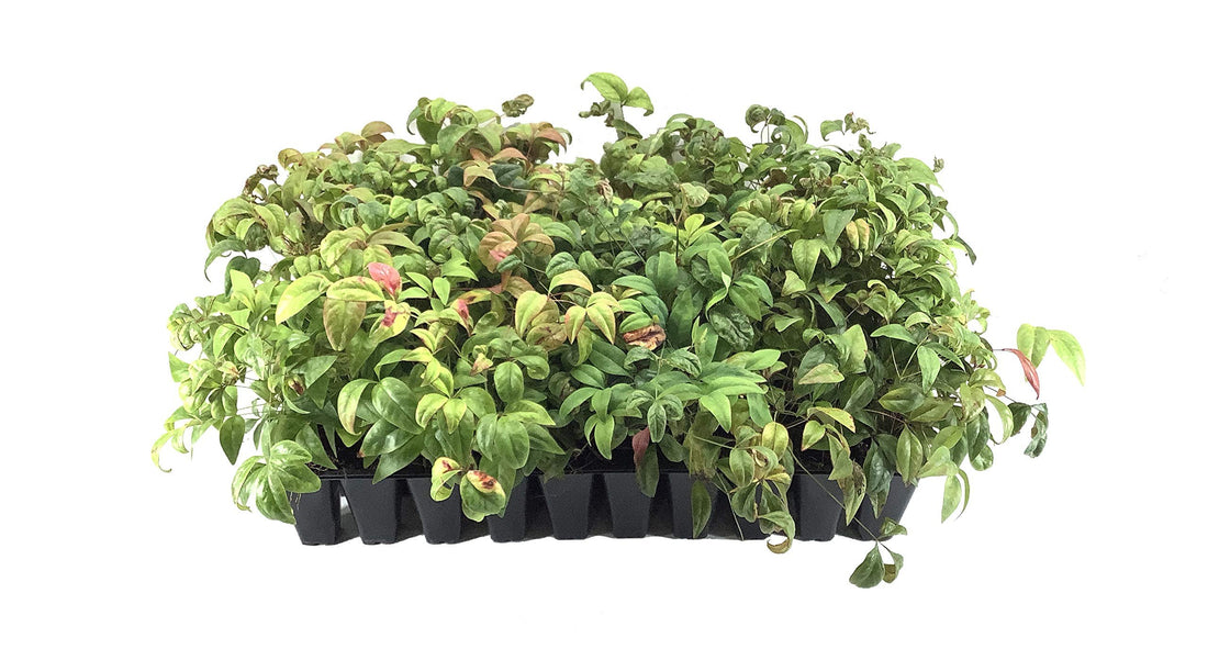 Firepower Heavenly Bamboo | 40 Live Plants | Nandina Domestica