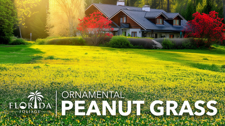 Ornamental Peanut Grass | 40 Live Plants | Arachis glabrata | Drought|Tolerant Ground Cover | Low|Maintenance Lawn Alternative