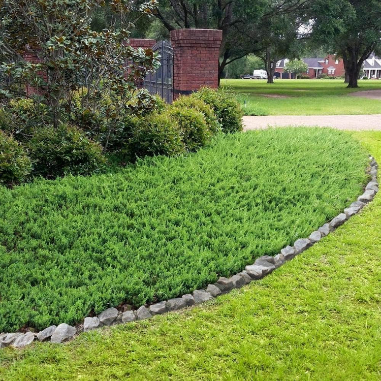 Juniper Blue Pacific | Live 4 Inch Pot | Juniperus conferta 'Blue Pacific' | Evergreen Ground Cover Plants | Drought|Tolerant Landscaping Shrub