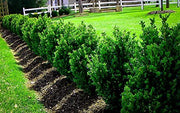 Wintergreen Korean Boxwood | Live Gallon Size Plants | Buxus Microphylla | Cold Hardy Formal Evergreen Hedge