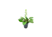 Ajuga Reptans Bronze Beauty | Live Plants | Carpet Bugle | Cold Hardy Shade Tolerant Low Maintenance Groundcover