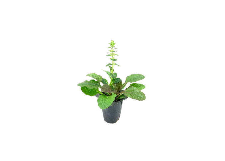 Ajuga Reptans Bronze Beauty | Live Plants | Carpet Bugle | Cold Hardy Shade Tolerant Low Maintenance Groundcover