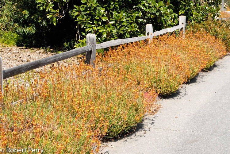Bulbine Hallmark Orange | Live Gallon Size Plants | Vibrant Orange Blossom Succulent, Live Plant, Easy|Care Perennial for Sunny Gardens, Drought|Tolerant Ground Cover