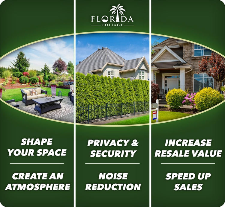 Arborvitae Emerald Green | Live Gallon Size Trees | Thuja Occidentalis Smaragd | Evergreen Privacy Screening Hedge Plants