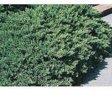 San Jose Juniper | 10 Live Plants | Juniperus Chinensis | Drought Tolerant Cold Hardy Evergreen Ground Cover