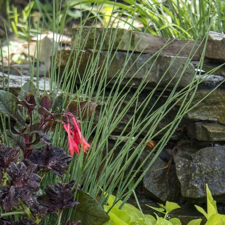 Blue Arrows Rush Grass | Live Gallon Size Plant | Juncus Inflexus | Drought Tolerant Low Maintenance Ornamental