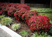 Firepower Heavenly Bamboo | 40 Live Plants | Nandina Domestica
