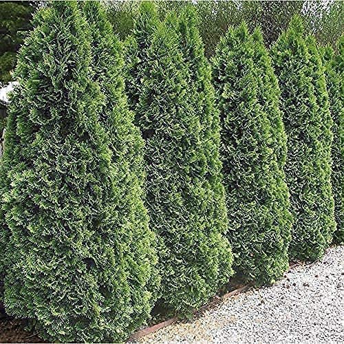 Arborvitae Emerald Green | Live 4 Inch Pot | Thuja Occidentalis Smaragd Tree | Evergreen Privacy Screening Hedge Plants