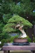 Shimpaku Juniper | Live 4 Inch Pot | Pre|Bonsai Juniperus Chinensis Plants | Symbol of Harmony Balance Meditation and Peace