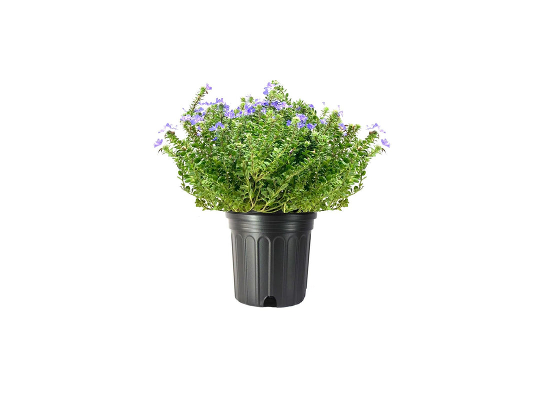 Beach Bum Blue I Large Gallon Size Plants I Evolvulus Glomeratus I Live Low|Maintenance, Drought|Resistant, Ideal for Coastal Gardens