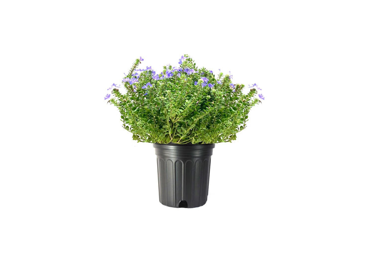 Beach Bum Blue I Large Gallon Size Plants I Evolvulus Glomeratus I Live Low|Maintenance, Drought|Resistant, Ideal for Coastal Gardens