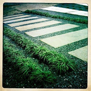 Mondo Grass | Live Plants | Ophiopogon Japonicus | Shade Loving Evergreen Groundcover Plants