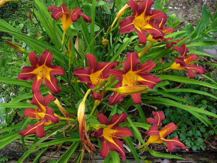 Ming Toy Daylily | Live 4 Inch Pot | Hemerocallis Plants | Beautiful Low Maintenance Blooming Groundcover