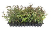 Star Jasmine | Live Plants | Jasminum Nitidum | Fragrant Blooming Evergreen Vine