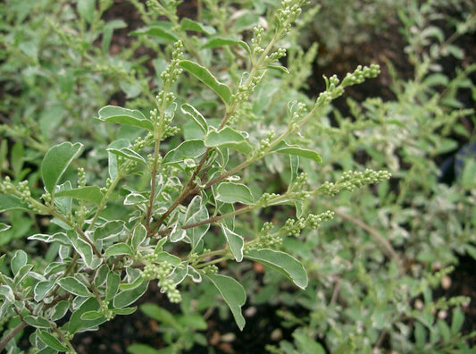 Ligustrum Sinense Variegated | Live Plants | Chinense Privet Sinense | Deciduous Flowering Ornamental Shrub