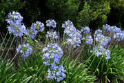 Agapanthus Africans Blue | Extra Large 3 Gallon Plant | Vibrant & Hardy Perennial, Lush, Ornamental Plant with Brilliant Blue Blooms, Ideal for Borders, Containers & Landscape Accents