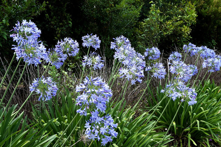 Agapanthus Africans Blue | Extra Large 3 Gallon Plant | Vibrant & Hardy Perennial, Lush, Ornamental Plant with Brilliant Blue Blooms, Ideal for Borders, Containers & Landscape Accents