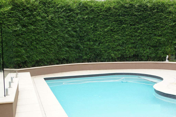 Graceful Bamboo | Slender Weavers | Textilis Gracilis | Live Plant | Fast Growing Evergreen Privacy Hedge