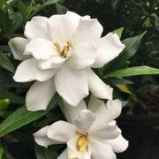 Frostproof Gardenia | Large Gallon Size Plants | Fragrant Blooming Shrub | Gardenia Jasminoides