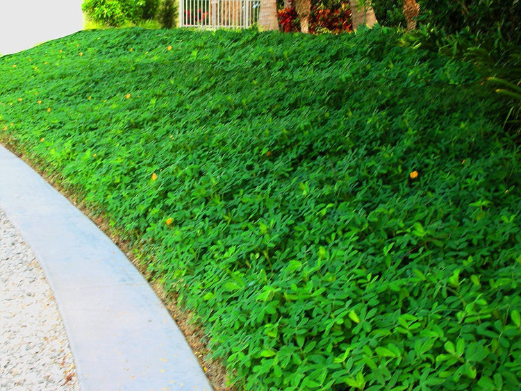 Ornamental Peanut Grass | 20 Live Fully Rooted Plants | Arachis Glabrata