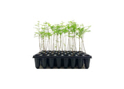 Bald Cypress | Live Trees | Taxodium Distichum | Fast Growing Shade Tree Wet Tolerant