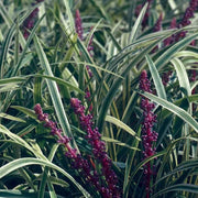 Variegated Liriope Muscari 'Silvery Sunproof' | Live Plants | Blooming Evergreen Groundcover