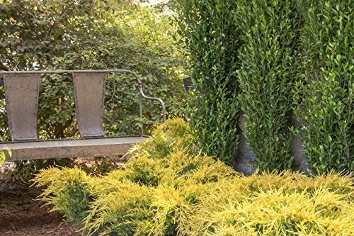 Gold Star Juniper | Live Plants | Juniperus Chinensis | Drought Tolerant Cold Hardy Evergreen Ground Cover