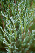 Skyrocket Juniper | Live Gallon Size Trees | Juniperus Scopulorum | Drought Tolerant Cold Hardy Formal Upright Evergreen Plant