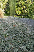 Bar Harbor Juniper | Live 4 Inch Pots | Juniperus horizontalis 'Bar Harbor' | Perfect Lush Ground Cover & Landscape Accent | Drought Resistant & Low Maintenance
