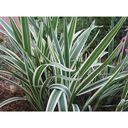 Flax Lily | 10 Pack | Variegated Dianella Tasmanica Variegata | Evergreen Shade Loving Grass