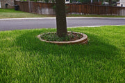 St. Augustine 'Floratam' Inch Sod Plugs | Extra Large Live Plugs | Drought, Salt and Shade Tolerant Turf Grass