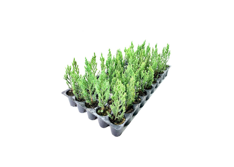 Blue Point Juniper | Live Trees | Juniperus Chinensis | Evergreen Screening Plant