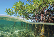 Red Mangrove Seedling | Rhizophora Mangle | Large Live Plants | Saltwater Aquarium Reef Filtration Aquatic Foliage | Shoreline Restoration & Protection