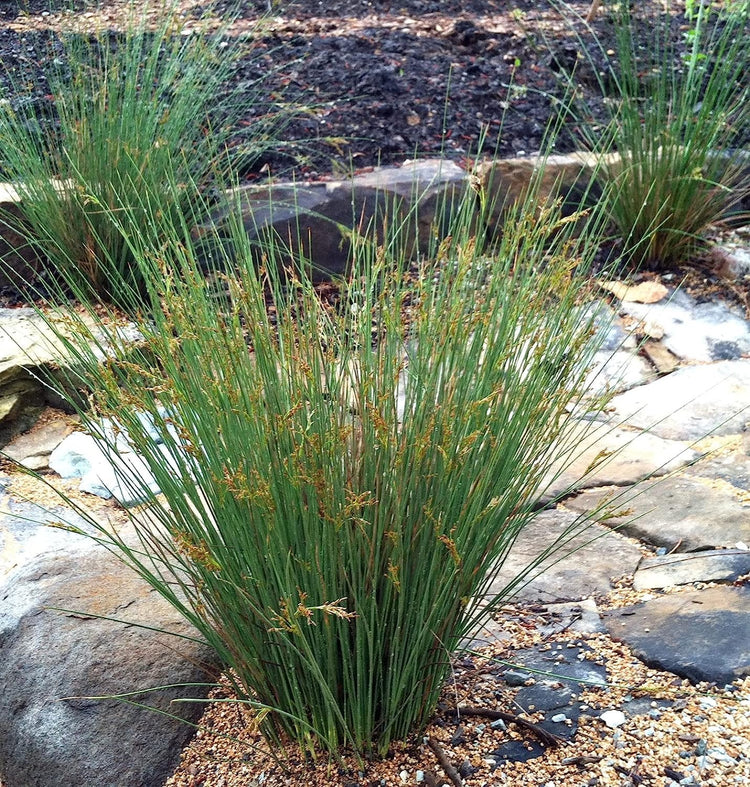 Blue Arrows Rush Grass | Live Gallon Size Plant | Juncus Inflexus | Drought Tolerant Low Maintenance Ornamental