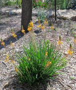 Bulbine Yellow | Live Gallon Size Plant | Bright Yellow Flowering Succulent, Live Plant, Perfect for Sunny Gardens, Drought|Tolerant Landscape Addition