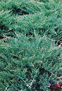 Green Sargent Juniper | Live Plants | Juniperus Chinensis | Drought Tolerant Cold Hardy Evergreen Ground Cover