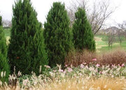 Spartan Juniper | Live Trees | Juniperus Chinensis