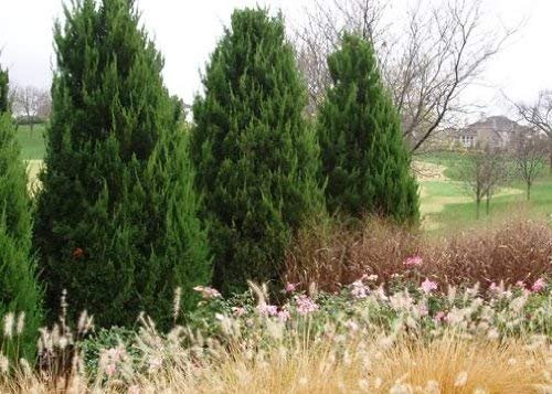 Spartan Juniper | Live Trees | Juniperus Chinensis