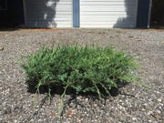Sea Spray Juniper | Live Plants | Juniperus Chinensis | Drought Tolerant Cold Hardy Evergreen Ground Cover