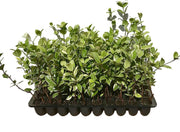 Confederate Jasmine Variegated | Live Plants | Trachelospermum Jasminoides Variegatum | Fragrant Blooming Evergreen Vine