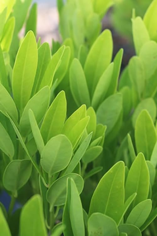 Yellow Anise Plant | Live Plants | Illicium Parviflorum | Fragrant Foliage | Evergreen Shrub | Star Anise Aromatic Ornamental