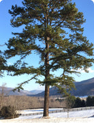 Loblolly Pine Tree | Large Gallon Size Pots | Pinus Taeda | Fast|Growing Evergreen | Shade Tree Plants