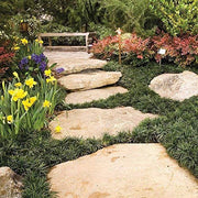 Dwarf Mondo Grass | 40 Live Plants | Shade Loving Evergreen Ground Cover Ophiopogon Japonicus Nanus