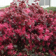 Loropetalum Red Chocolate I Live Plants I Chinese Fringe Flower I Deep Burgundy Foliage with Pink Flower Accents | Low|Maintenance, Drought|Resistant Shrub