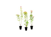 Firebush Firefly I Live Plants I Dwarf Hamelia Patens I Brilliant Red Blooms, Compact Size, Heat and Drought|Resistant, Ideal for Patios and Small Gardens
